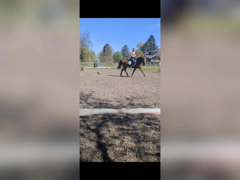 Deutsches Reitpony Wallach 15 Jahre 152 cm Fuchs in Geretsried/Gelting
