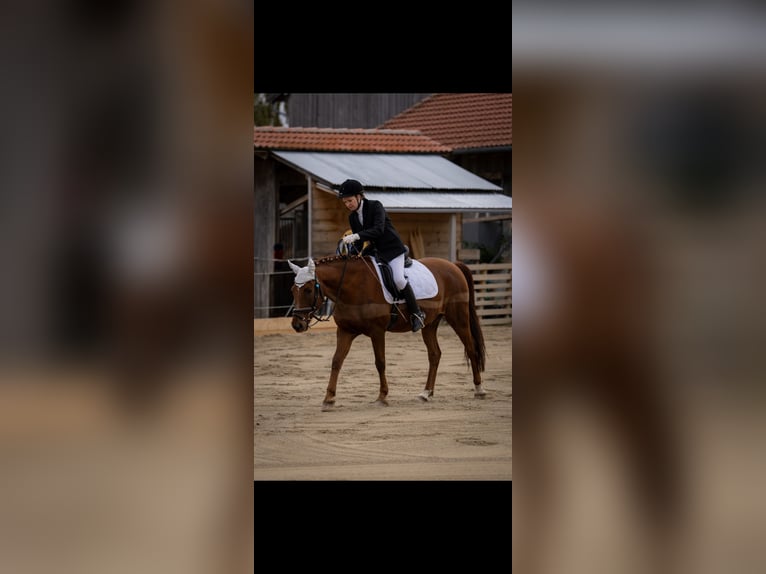 Deutsches Reitpony Wallach 15 Jahre 152 cm Fuchs in Geretsried/Gelting