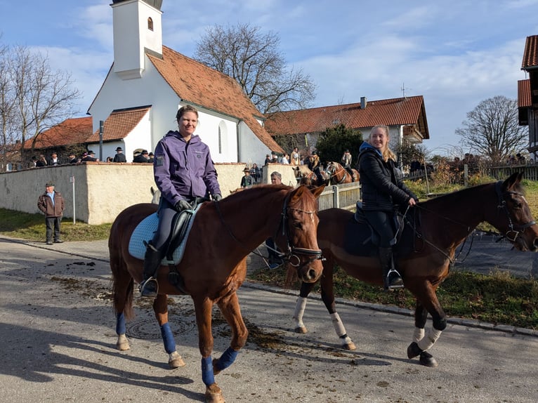 Deutsches Reitpony Wallach 15 Jahre 152 cm Fuchs in Geretsried/Gelting