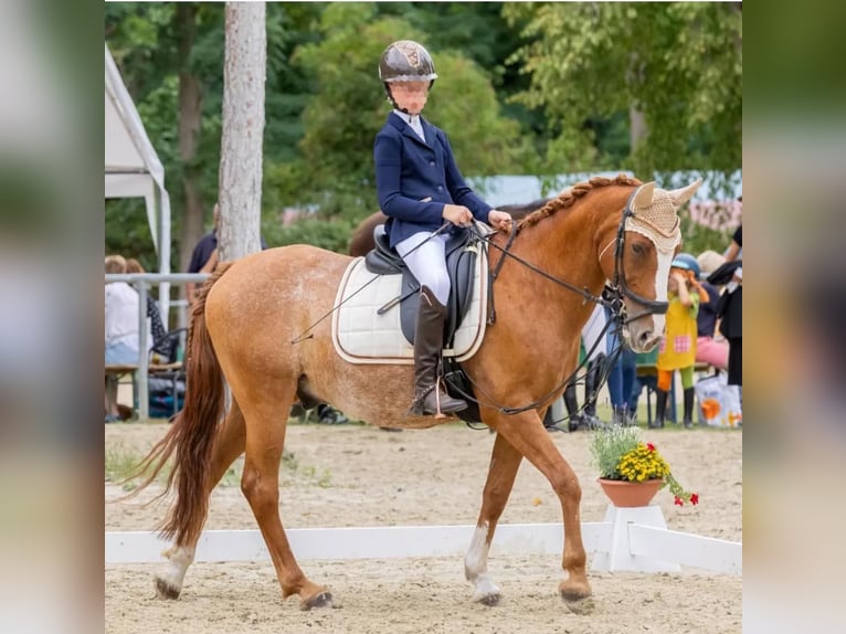 Deutsches Reitpony Wallach 15 Jahre 152 cm Fuchs in Bruchweiler-B&#xE4;renbach