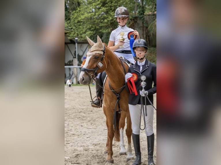 Deutsches Reitpony Wallach 15 Jahre 152 cm Fuchs in Bruchweiler-B&#xE4;renbach