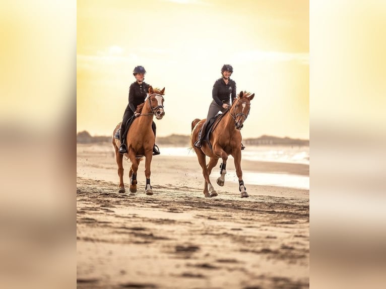 Deutsches Reitpony Wallach 15 Jahre 152 cm Fuchs in Bruchweiler-B&#xE4;renbach