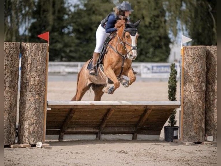 Deutsches Reitpony Wallach 15 Jahre 152 cm Fuchs in Bruchweiler-B&#xE4;renbach