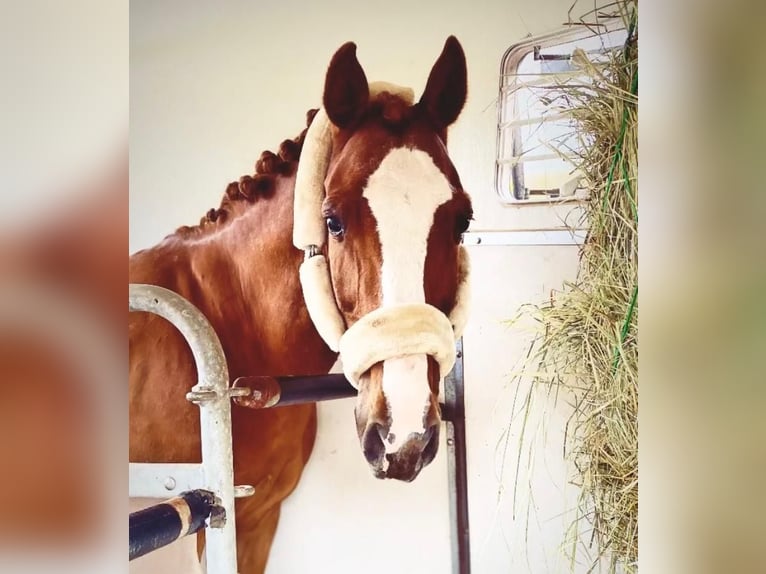 Deutsches Reitpony Wallach 15 Jahre 152 cm Fuchs in Bruchweiler-B&#xE4;renbach