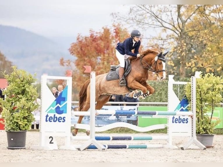 Deutsches Reitpony Wallach 15 Jahre 152 cm Fuchs in Bruchweiler-B&#xE4;renbach