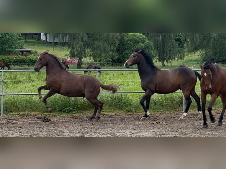 Deutsches Reitpony Mix Wallach 15 Jahre 153 cm Dunkelfuchs in Katzweiler