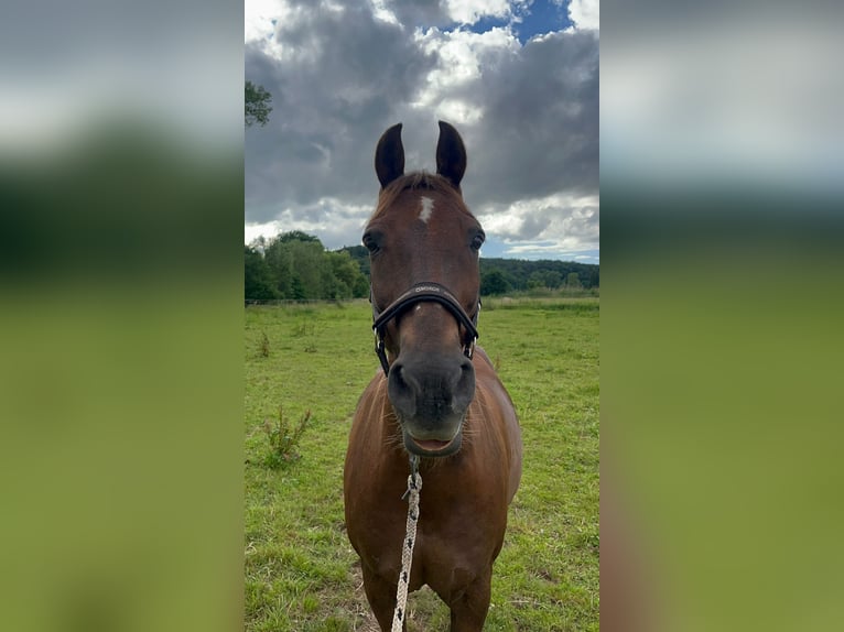Deutsches Reitpony Mix Wallach 15 Jahre 153 cm Dunkelfuchs in Katzweiler