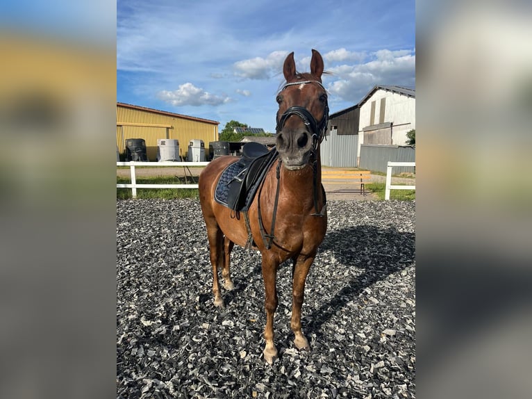 Deutsches Reitpony Mix Wallach 15 Jahre 153 cm Dunkelfuchs in Katzweiler