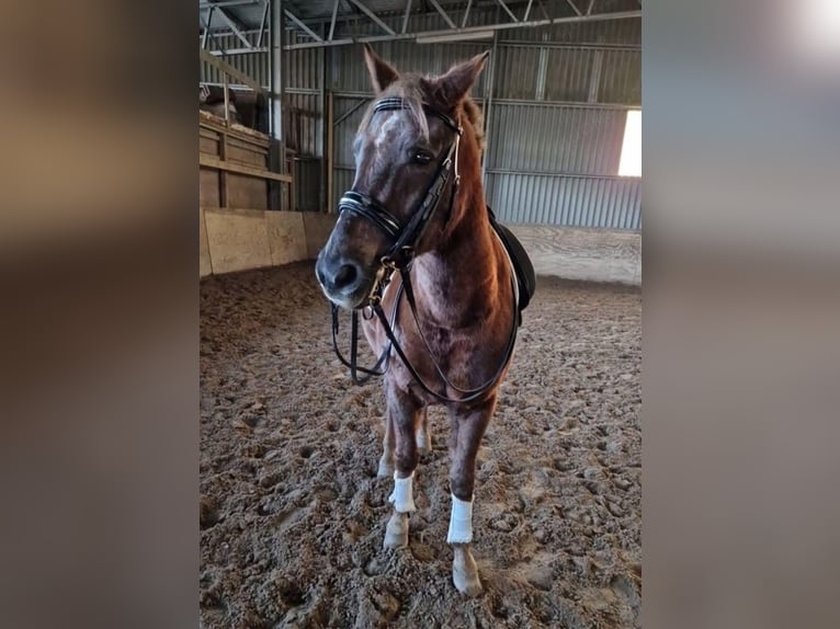 Deutsches Reitpony Mix Wallach 15 Jahre 153 cm Dunkelfuchs in Katzweiler