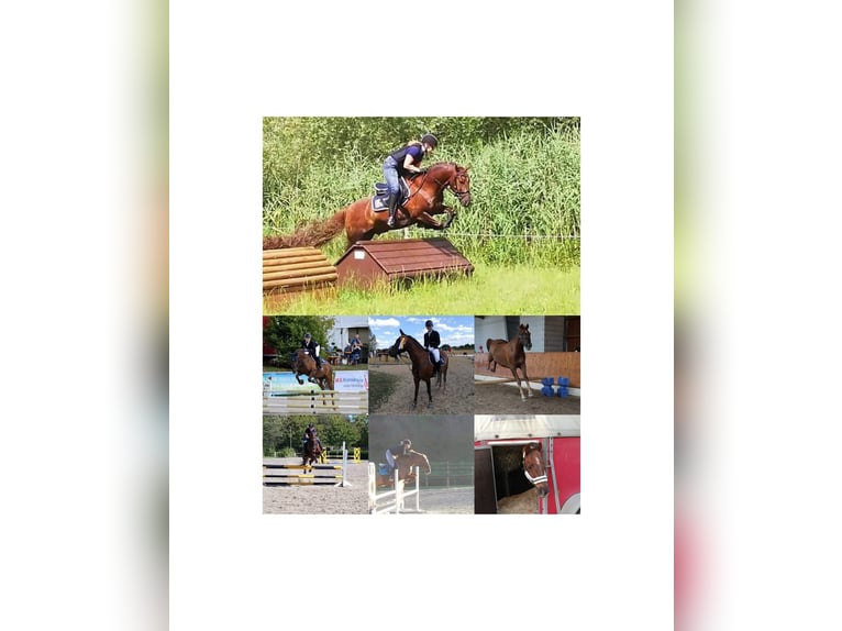 Deutsches Reitpony Mix Wallach 15 Jahre 153 cm Dunkelfuchs in Katzweiler