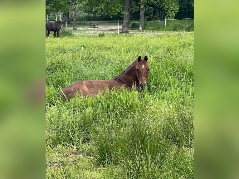 Deutsches Reitpony Mix Wallach 15 Jahre 153 cm Dunkelfuchs in Katzweiler
