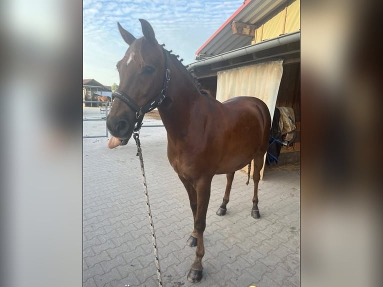 Deutsches Reitpony Mix Wallach 15 Jahre 153 cm Dunkelfuchs in Katzweiler