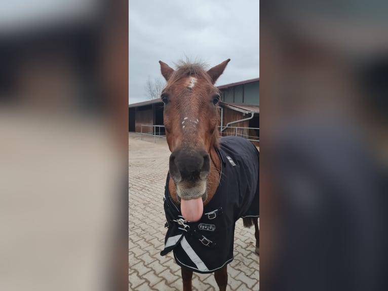 Deutsches Reitpony Mix Wallach 15 Jahre 153 cm Dunkelfuchs in Katzweiler