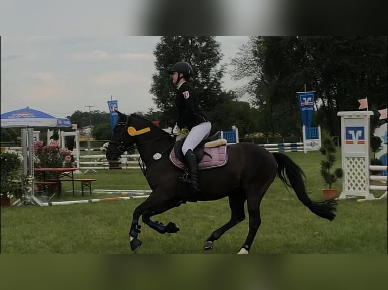 Deutsches Reitpony Wallach 15 Jahre in Neustadt an der Donau