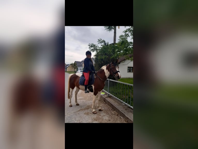 Deutsches Reitpony Wallach 15 Jahre  in Fürstenfeldbruck