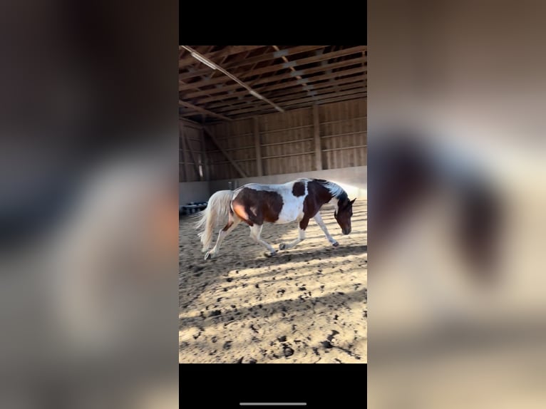 Deutsches Reitpony Wallach 15 Jahre  in Fürstenfeldbruck