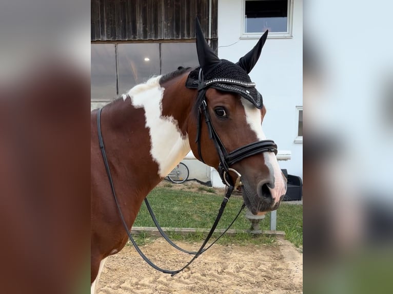 Deutsches Reitpony Wallach 15 Jahre  in Fürstenfeldbruck