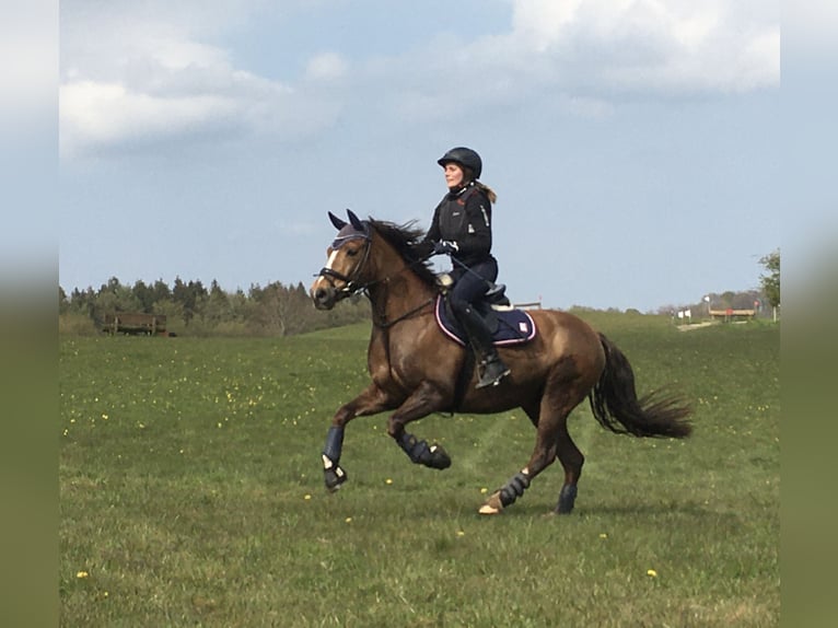 Deutsches Reitpony Wallach 15 Jahre Fuchs in Taarstedt