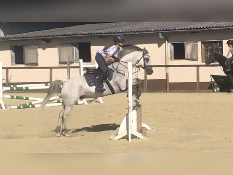 Deutsches Reitpony Wallach 16 Jahre 135 cm Roan-Blue in Niddatal