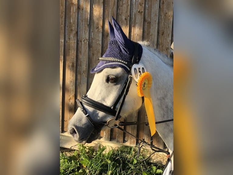 Deutsches Reitpony Wallach 16 Jahre 135 cm Roan-Blue in Niddatal
