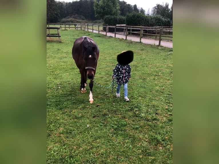 Deutsches Reitpony Wallach 16 Jahre 138 cm Brauner in Geldern