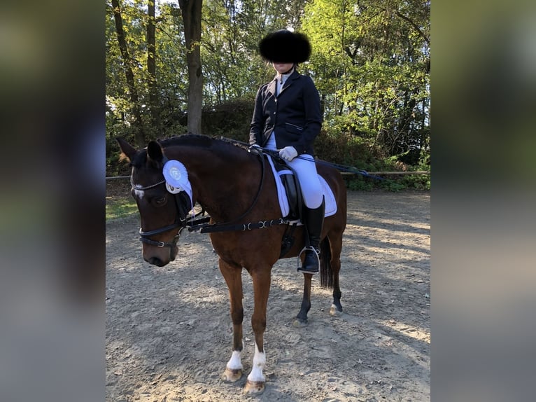 Deutsches Reitpony Wallach 16 Jahre 138 cm Brauner in Geldern