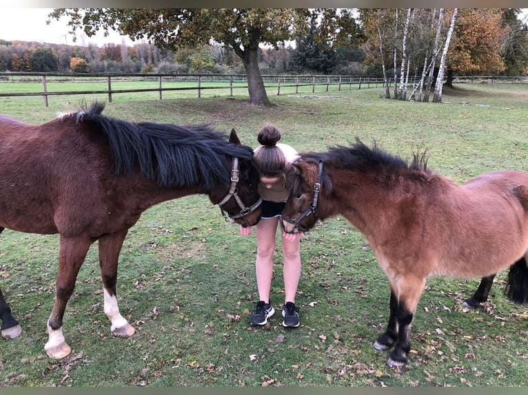 Deutsches Reitpony Wallach 16 Jahre 138 cm Brauner in Geldern