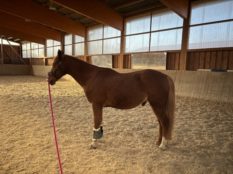 Deutsches Reitpony Wallach 16 Jahre 138 cm Fuchs in Dorfbeuern