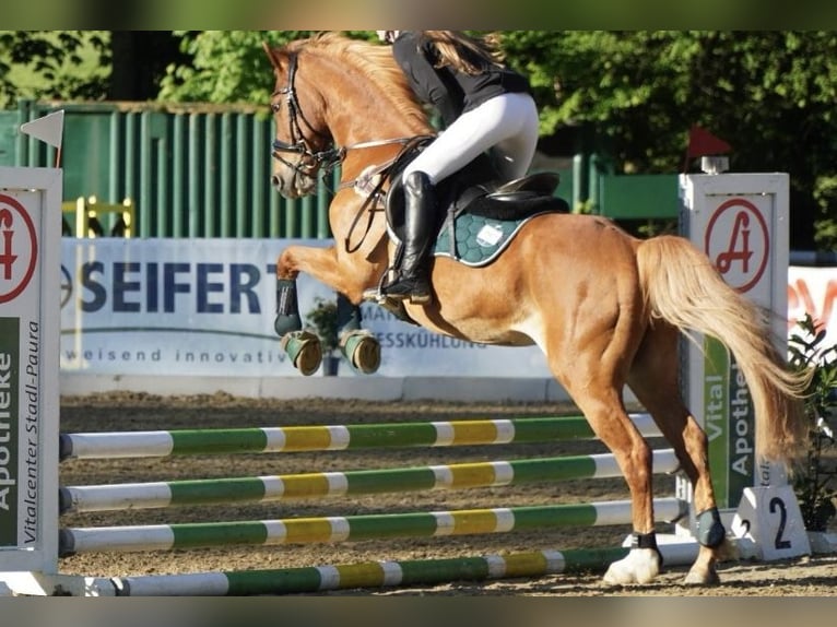 Deutsches Reitpony Wallach 16 Jahre 138 cm Fuchs in Dorfbeuern