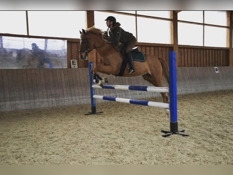 Deutsches Reitpony Wallach 16 Jahre 138 cm Fuchs in Dorfbeuern