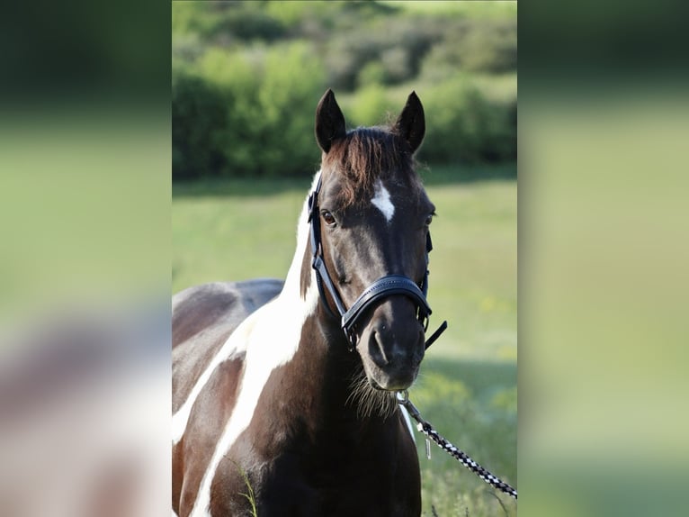 Deutsches Reitpony Wallach 16 Jahre 138 cm Schecke in Petersberg