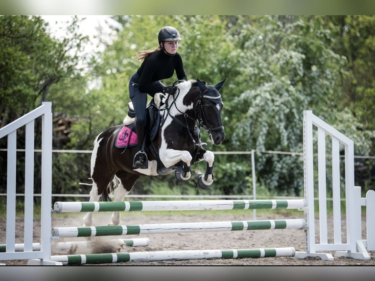 Deutsches Reitpony Wallach 16 Jahre 138 cm Schecke in Petersberg