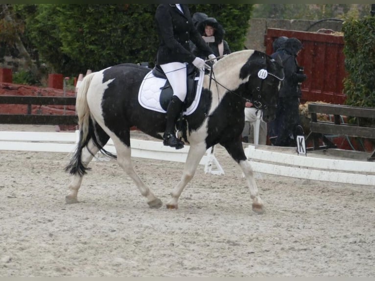 Deutsches Reitpony Wallach 16 Jahre 138 cm Schecke in Petersberg