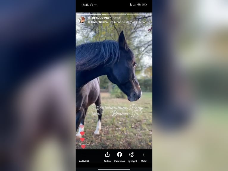 Deutsches Reitpony Wallach 16 Jahre 139 cm Brauner in Wimsheim