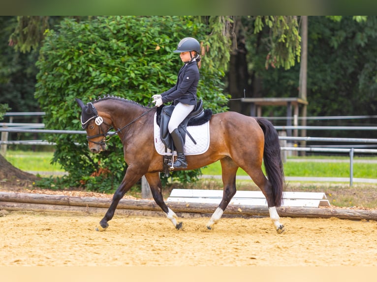 Deutsches Reitpony Wallach 16 Jahre 140 cm Dunkelbrauner in Goch