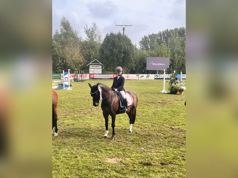 Deutsches Reitpony Wallach 16 Jahre 140 cm Dunkelbrauner in Goch