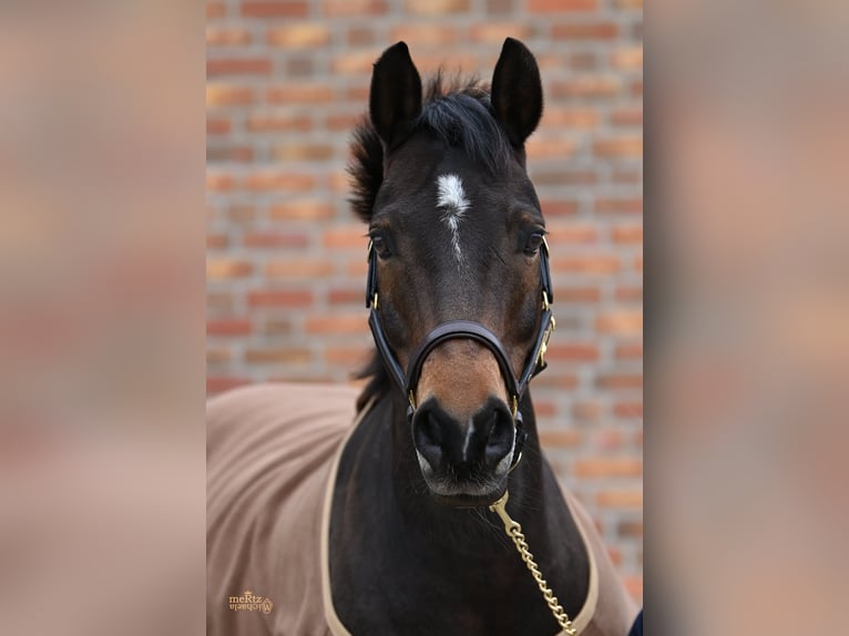 Deutsches Reitpony Wallach 16 Jahre 140 cm Dunkelbrauner in Goch