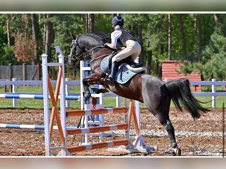 Deutsches Reitpony Wallach 16 Jahre 140 cm Schwarzbrauner in Poznań