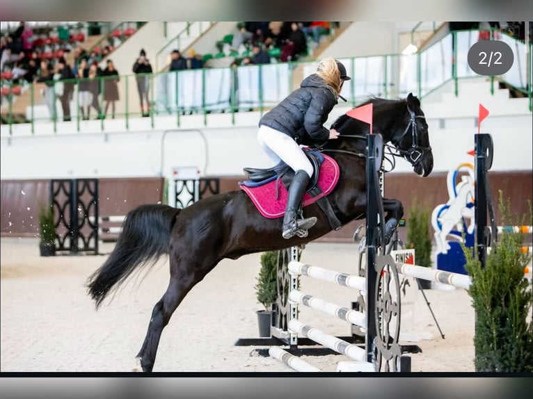 Deutsches Reitpony Wallach 16 Jahre 140 cm Schwarzbrauner in Poznań