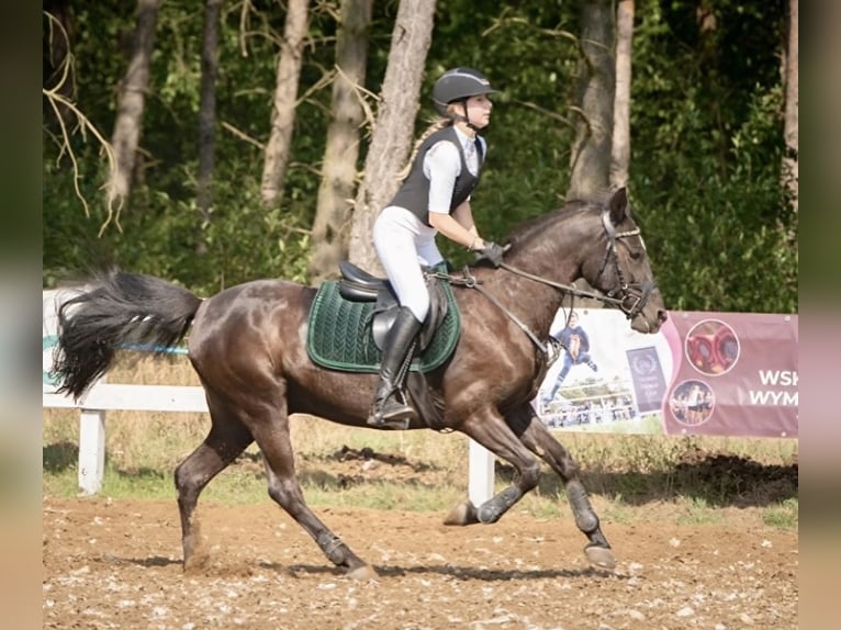 Deutsches Reitpony Wallach 16 Jahre 140 cm Schwarzbrauner in Poznań