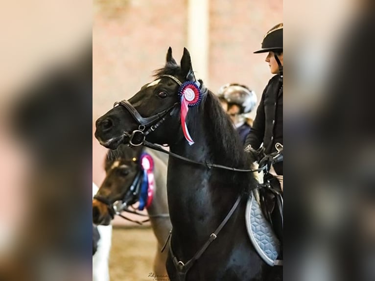 Deutsches Reitpony Wallach 16 Jahre 140 cm Schwarzbrauner in Poznań