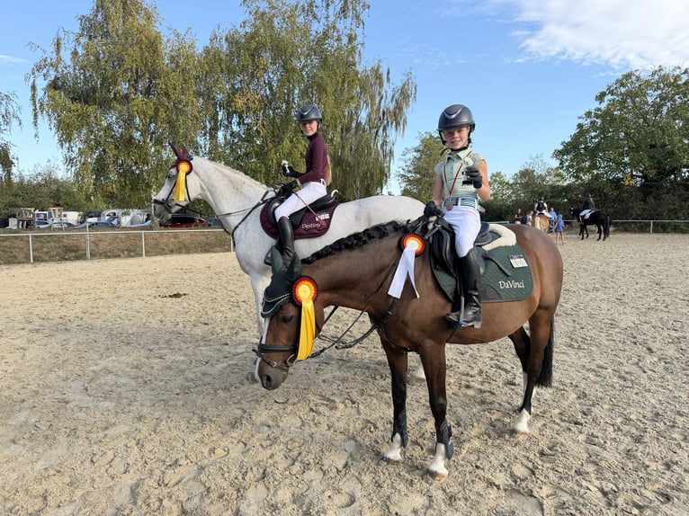 Deutsches Reitpony Wallach 16 Jahre 142 cm Dunkelbrauner in Walldorf