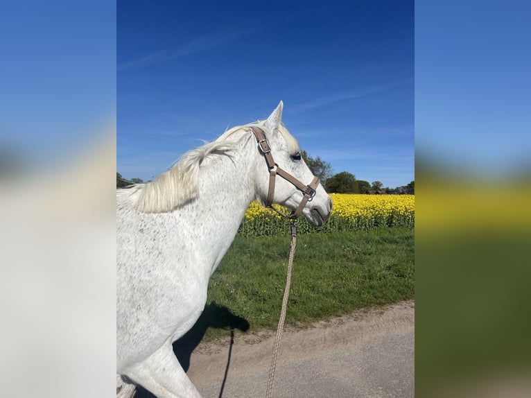 Deutsches Reitpony Wallach 16 Jahre 144 cm Apfelschimmel in Garbsen