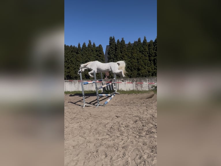 Deutsches Reitpony Wallach 16 Jahre 144 cm Apfelschimmel in Garbsen