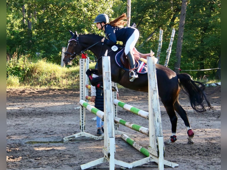 Deutsches Reitpony Wallach 16 Jahre 145 cm Brauner in Erkner