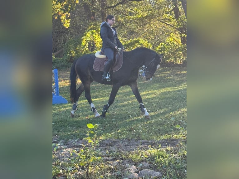 Deutsches Reitpony Wallach 16 Jahre 145 cm Brauner in Erkner