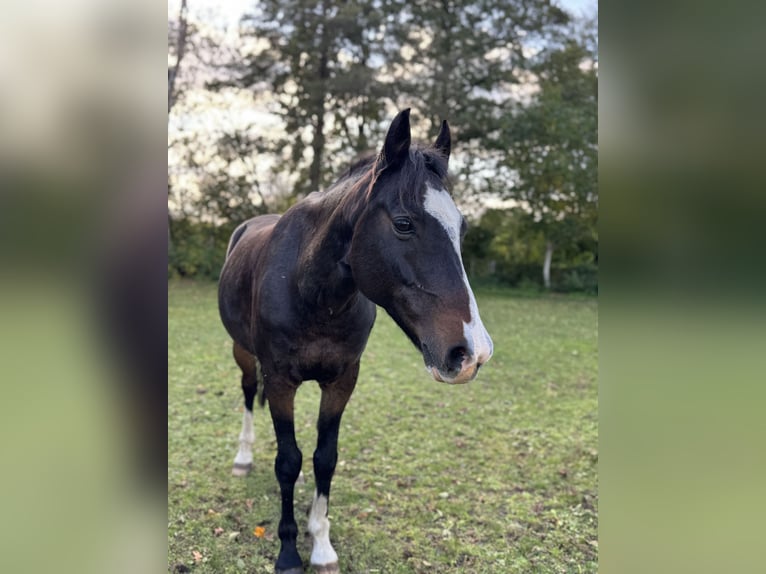 Deutsches Reitpony Wallach 16 Jahre 145 cm Brauner in Erkner