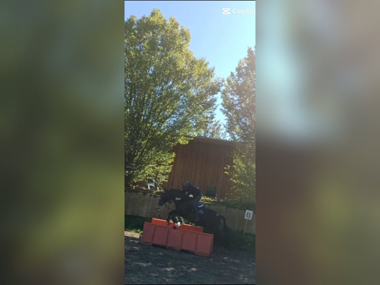 Deutsches Reitpony Wallach 16 Jahre 145 cm in Pirna