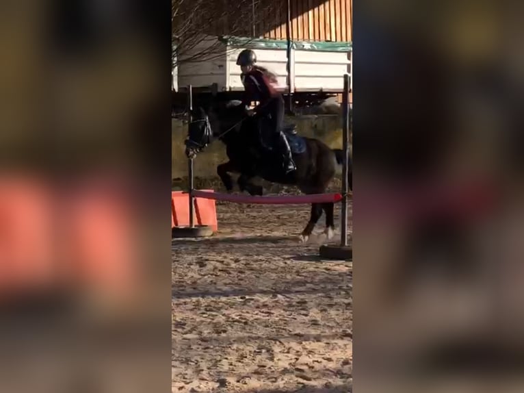 Deutsches Reitpony Wallach 16 Jahre 145 cm Dunkelbrauner in Stadt Wehlen