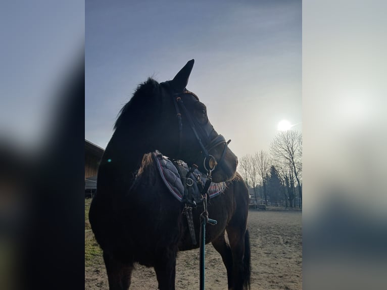 Deutsches Reitpony Wallach 16 Jahre 145 cm Dunkelbrauner in Stadt Wehlen